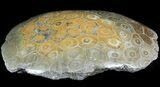 Polished Fossil Coral Head - Morocco #44928-2